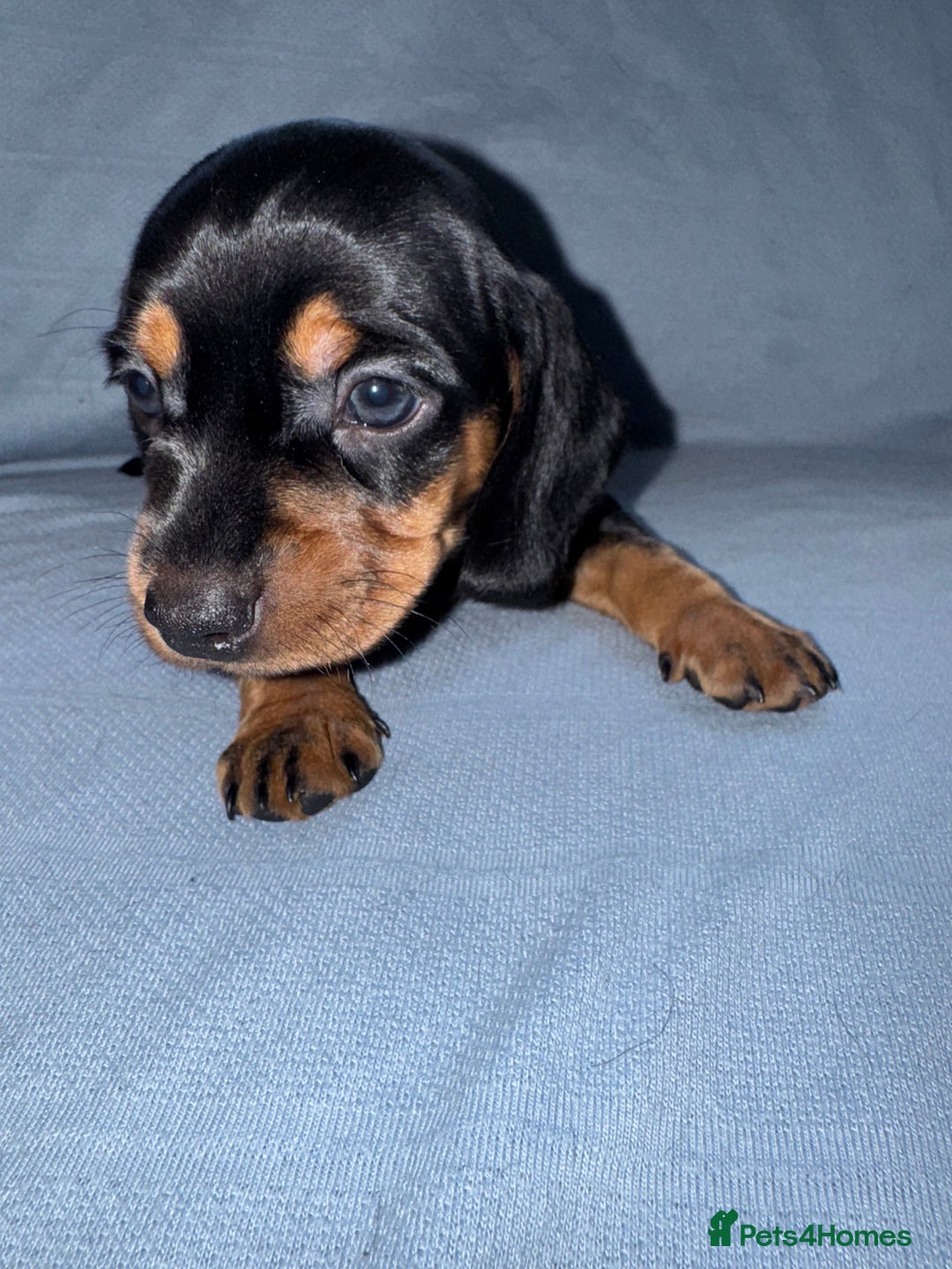 Mixed Breed dogs for sale: Docker - miniature daschund X American cocker  - Image 3