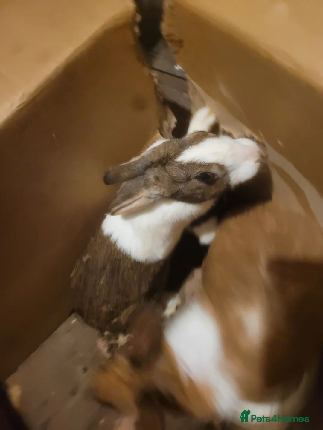 Dutch rabbits for sale: Dutch doe rabbit for sale - Advert 1