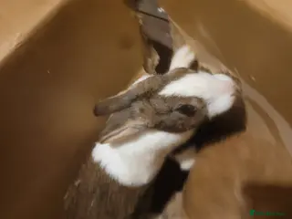 Dutch rabbits Dutch doe rabbit for sale - Advert 1