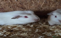 Guinea Pig rodents for sale: Baby guinea pigs - Image 1