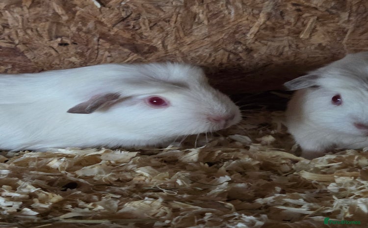 Guinea Pig rodents - Advert 3