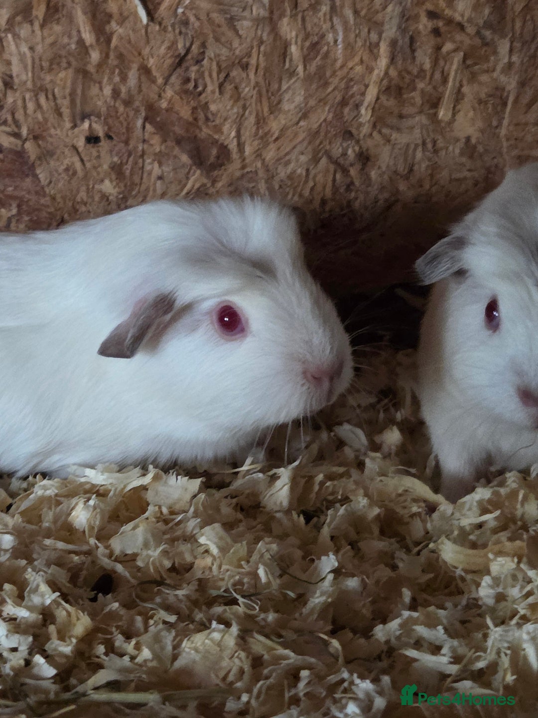 Guinea Pig rodents for sale: Baby guinea pigs - Image 1