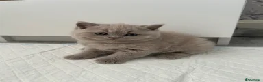 British Shorthair 2