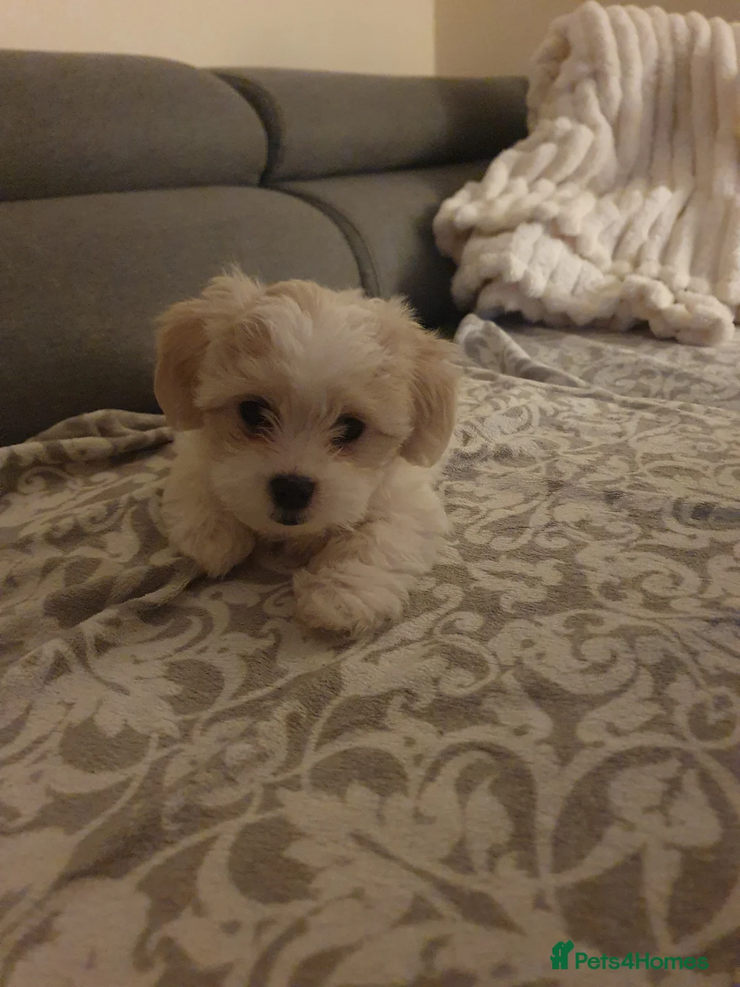 Maltese dogs for sale: Adorable Maltese Puppy Looking for a Forever Home. - Advert 4