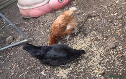 Chickens poultry for sale: 5x chickens  - Image 2