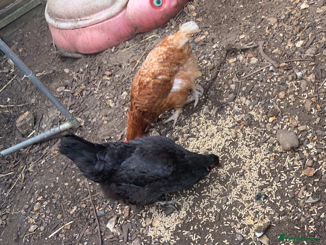 Chickens poultry for sale: 5x chickens  - Image 2