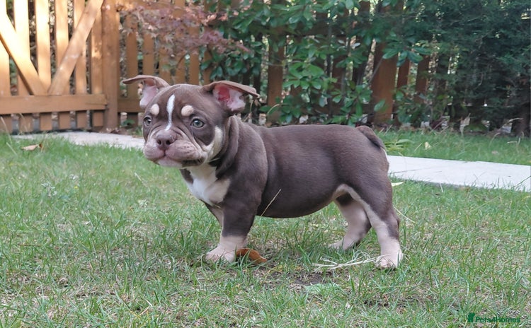 American Bully dogs - Advert 2