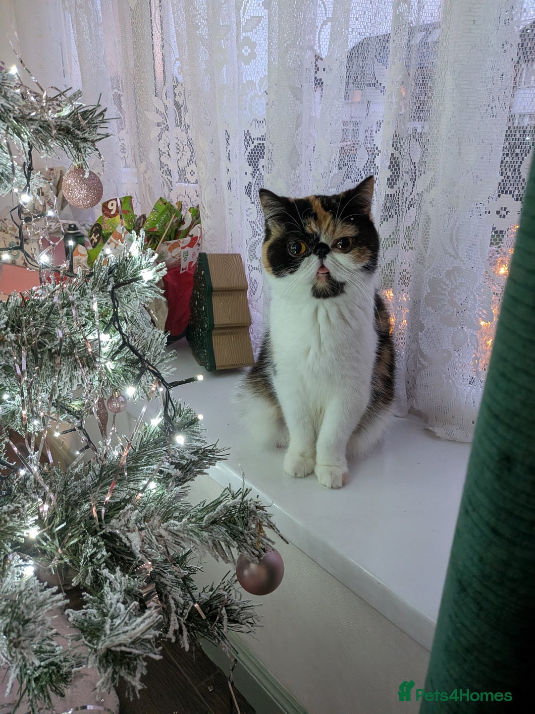 Exotic cats for sale: Beautiful Exotic kittens  - Advert 2