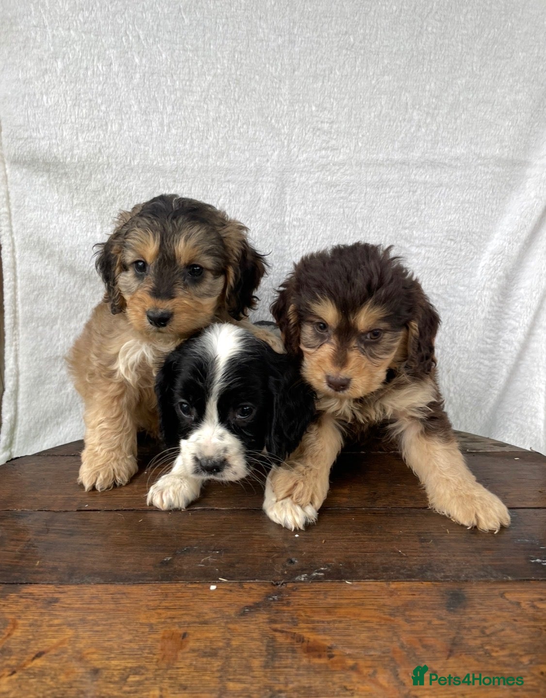 Cockapoo dogs Beautiful cockapoos⭐️ - Advert 1
