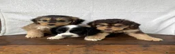 Cockapoo dogs for sale: Beautiful cockapoos⭐️ in Wisbech - Advert 1