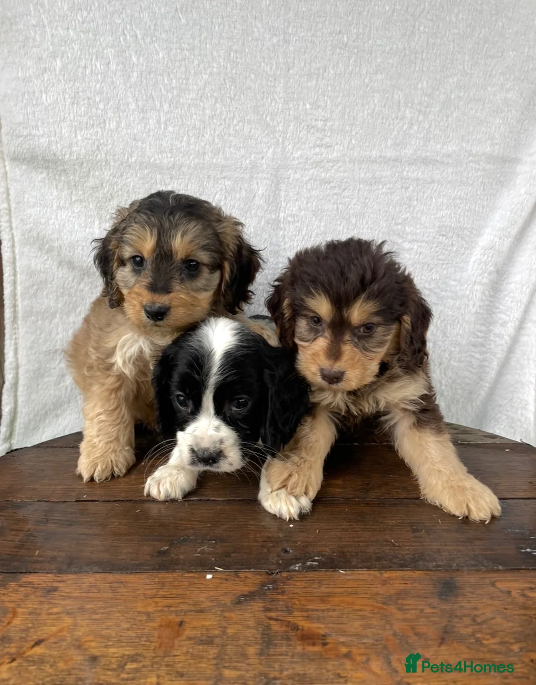 Cockapoo dogs for sale: Beautiful cockapoos⭐️ in Wisbech - Advert 1