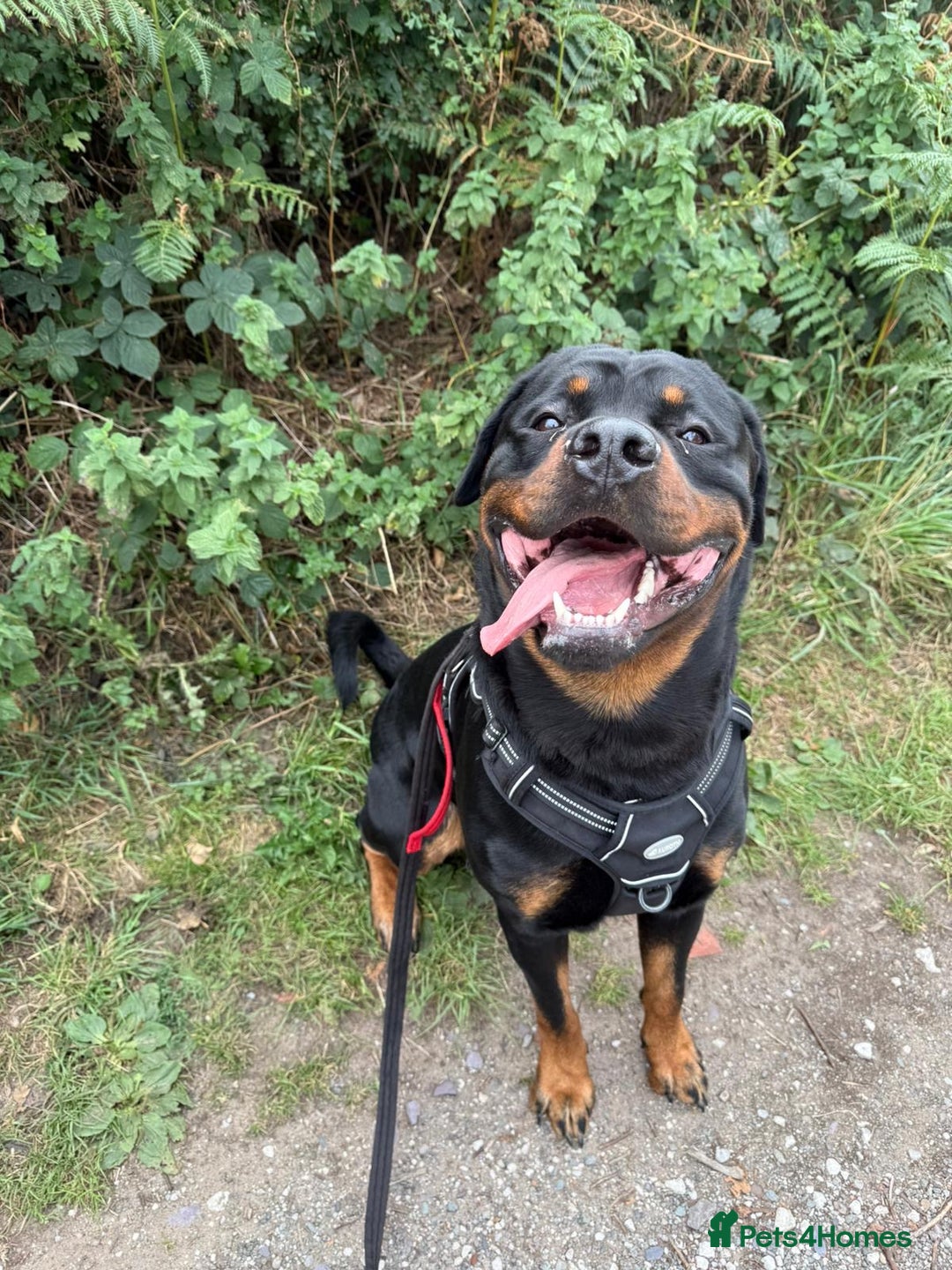 Rottweiler dogs for sale: Rottweiler for Adoption – Experienced Home Only - Advert 4