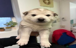 Siberian Husky dogs for sale: 1 female and 2 male huskies for sale - Advert 1