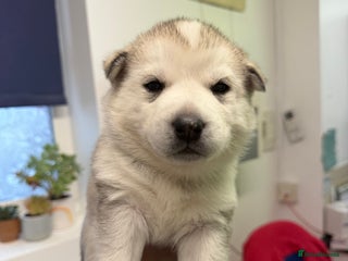 Siberian Husky dogs 1 female and 2 male huskies for sale - Advert 2