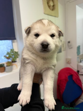 Siberian Husky dogs 1 female and 2 male huskies for sale - Advert 1