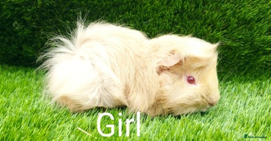 Guinea Pig rodents - Advert 8