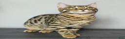Bengal cats for sale: 🔥Stunning Bengal boys ready to leave🔥 - Advert 6