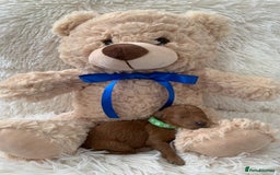Poochon dogs for sale: Beautiful Poochon Puppies 🐾 - Image 5