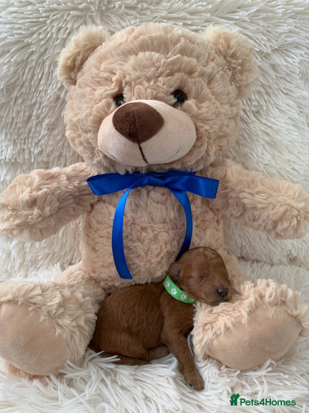 Poochon dogs for sale: Beautiful Poochon Puppies 🐾 - Image 5
