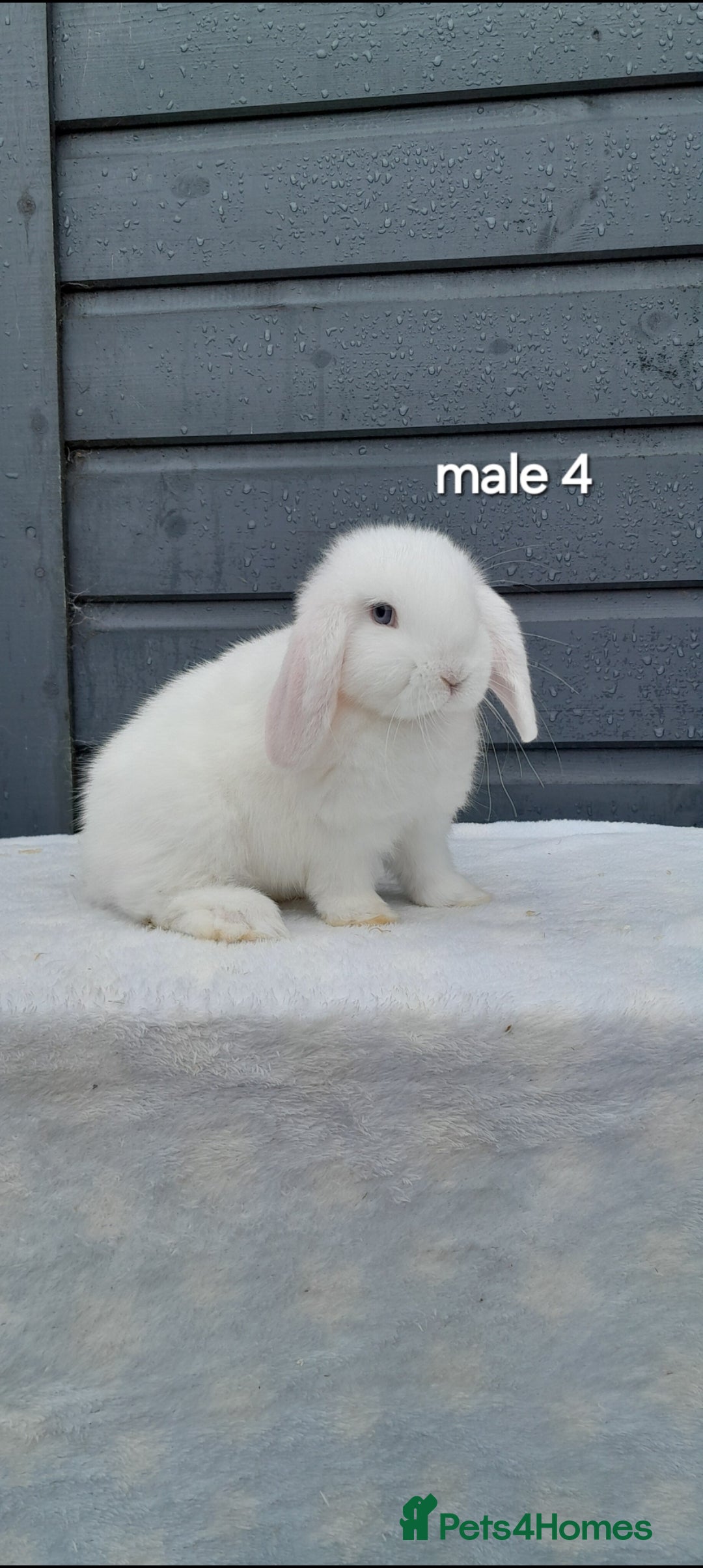 Mini Lop rabbits for sale: Purebred mini lops ready now  - Advert 13
