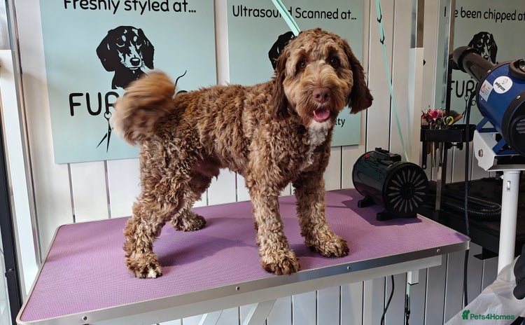 Labradoodle dogs - Advert 4