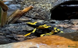 Frog reptiles for sale: Dendrobates leucomelas aka Bumblebee frogs set up - Image 4