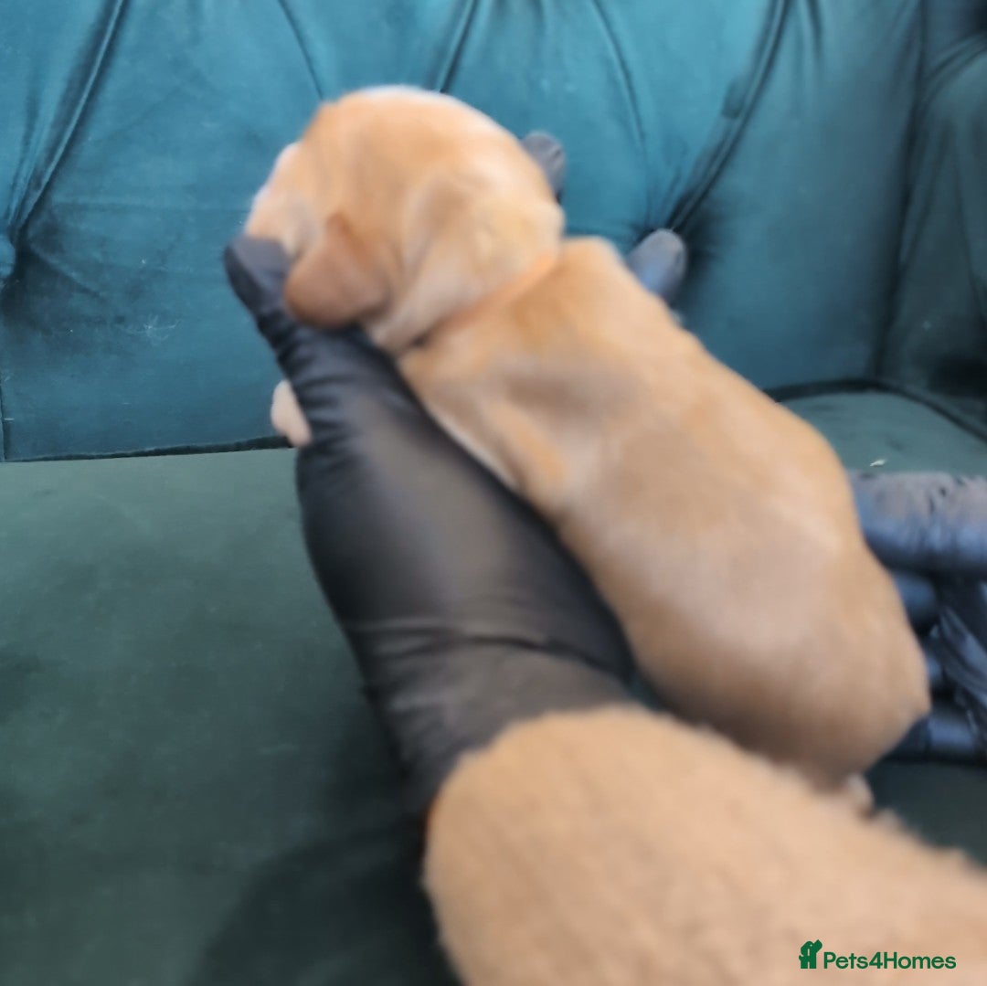 Cocker Spaniel dogs for sale: 🐾Pedigree Show cocker spaniel puppies🐾 - Image 19
