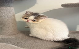 Exotic cats for sale: Exotic male kittens - Image 1