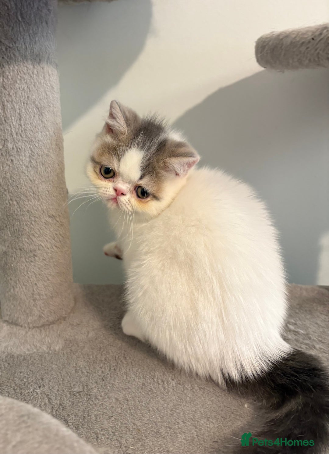 Exotic cats for sale: Exotic male kittens - Image 1