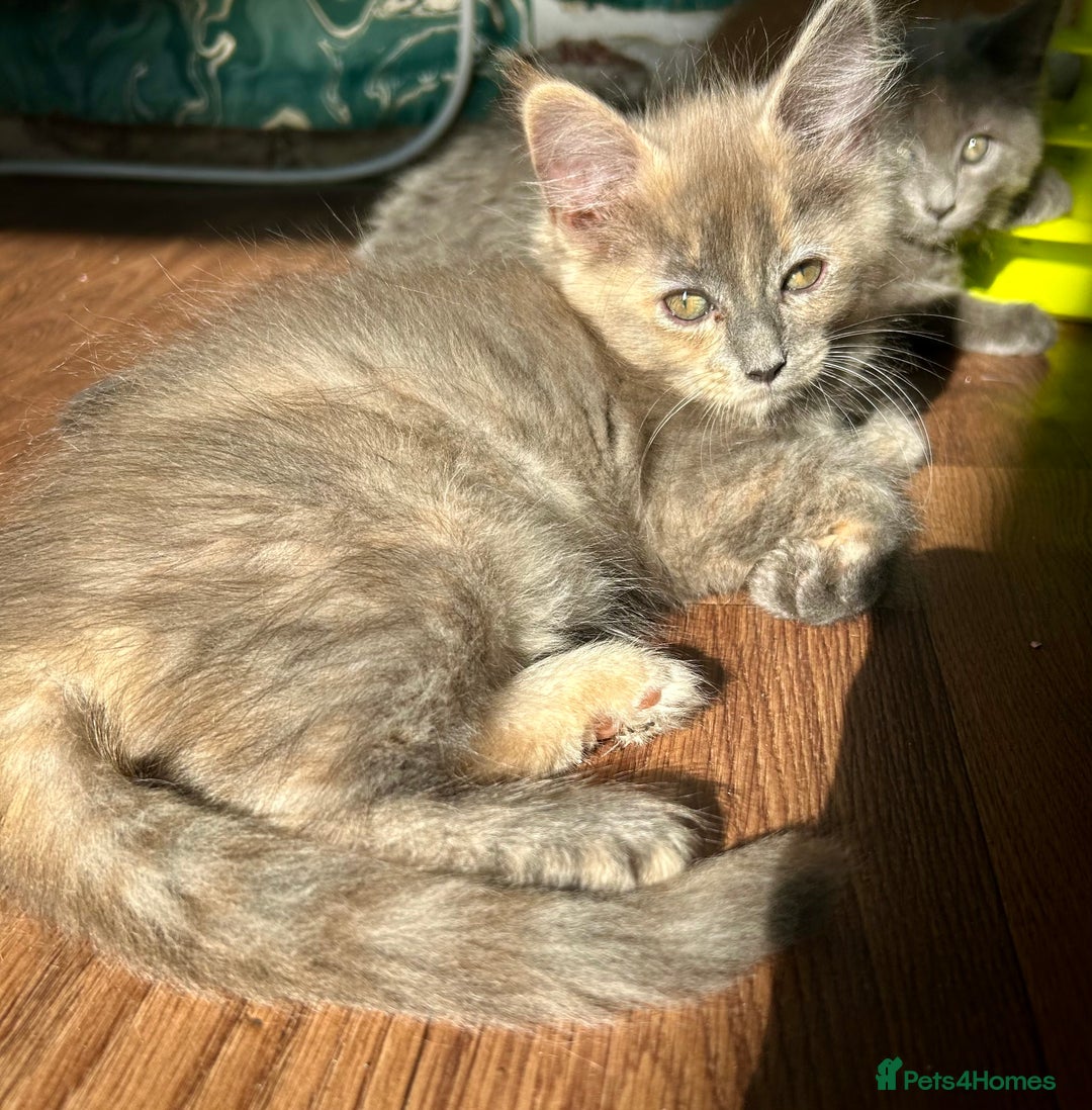 Maine Coon cats for sale: READY NOW! Maine Coon Kittens 🌹 - Image 7