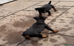 Jagdterrier dogs for sale: Jagd terrier dog & bitch pup - Image 4