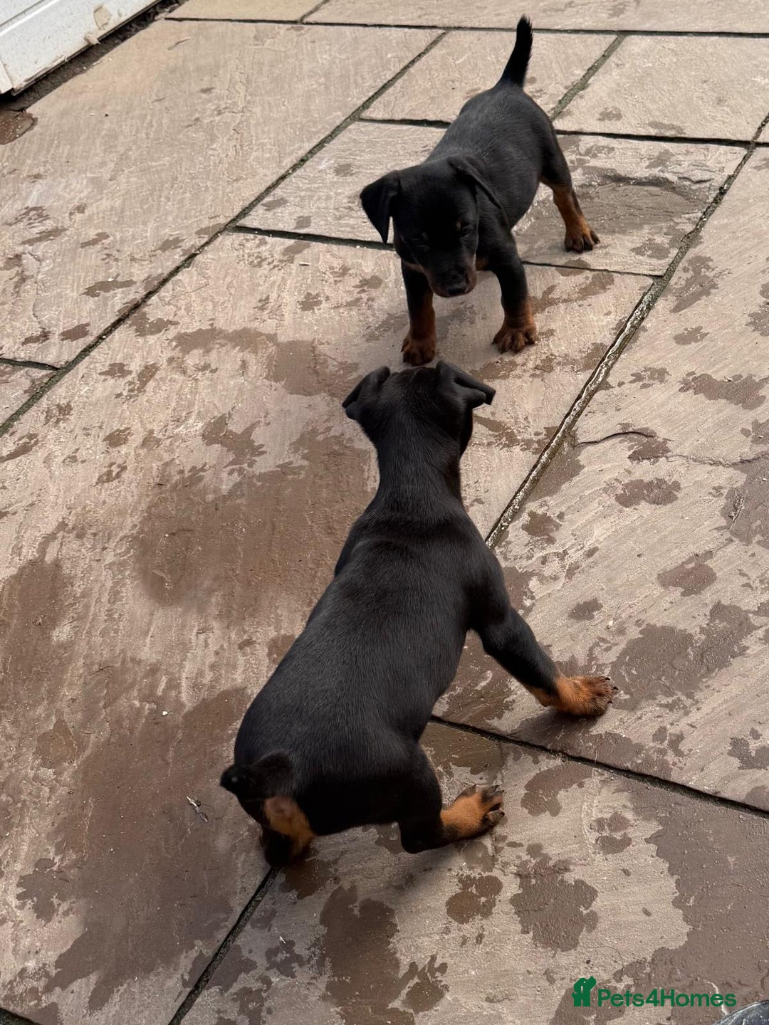 Jagdterrier dogs for sale: Jagd terrier dog & bitch pup - Image 4