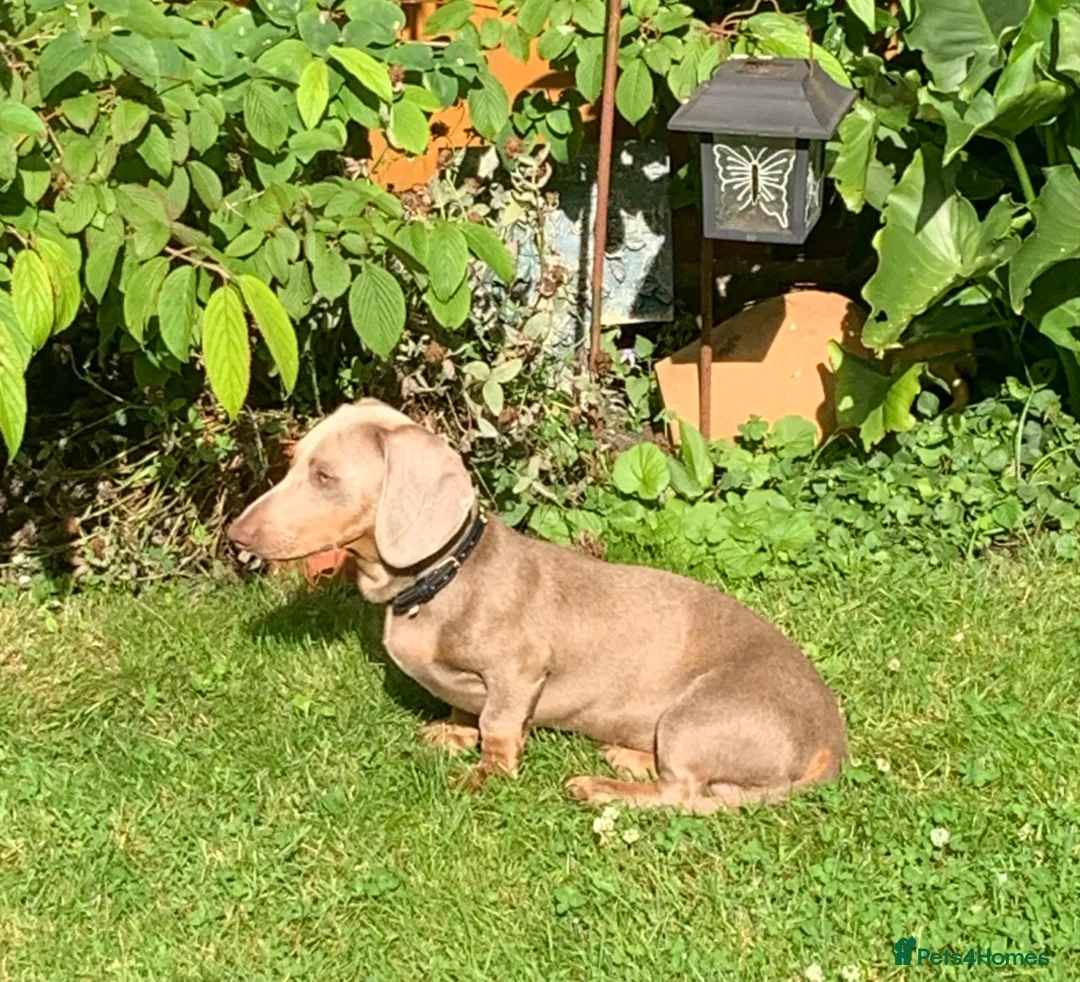 Dachshund dogs for sale: 9 month old Mini Smooth Dachshund boy - Advert 4