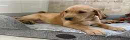 Labrador Retriever dogs for sale: Quality Kc Fully Health Tested Labrador Puppies  - Advert 10