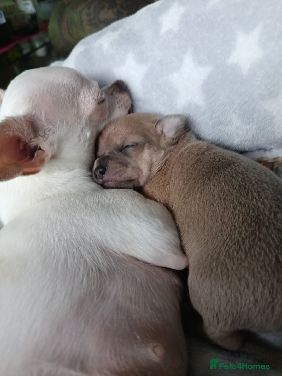 Chihuahua dogs for sale: Chihuahua boy 💙 - Advert 8