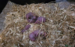 Lionhead rabbits for sale: Baby lionheads (not ready yet) - Image 2