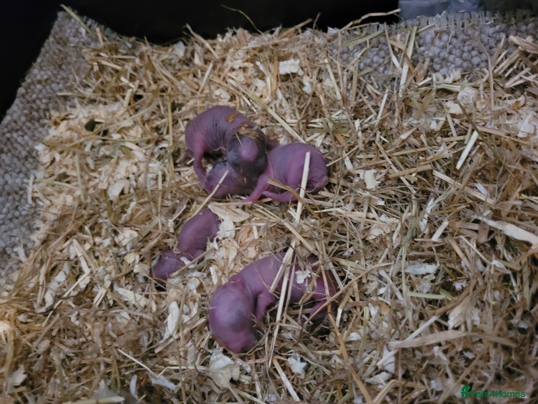 Lionhead rabbits for sale: Baby lionheads (not ready yet) - Image 2