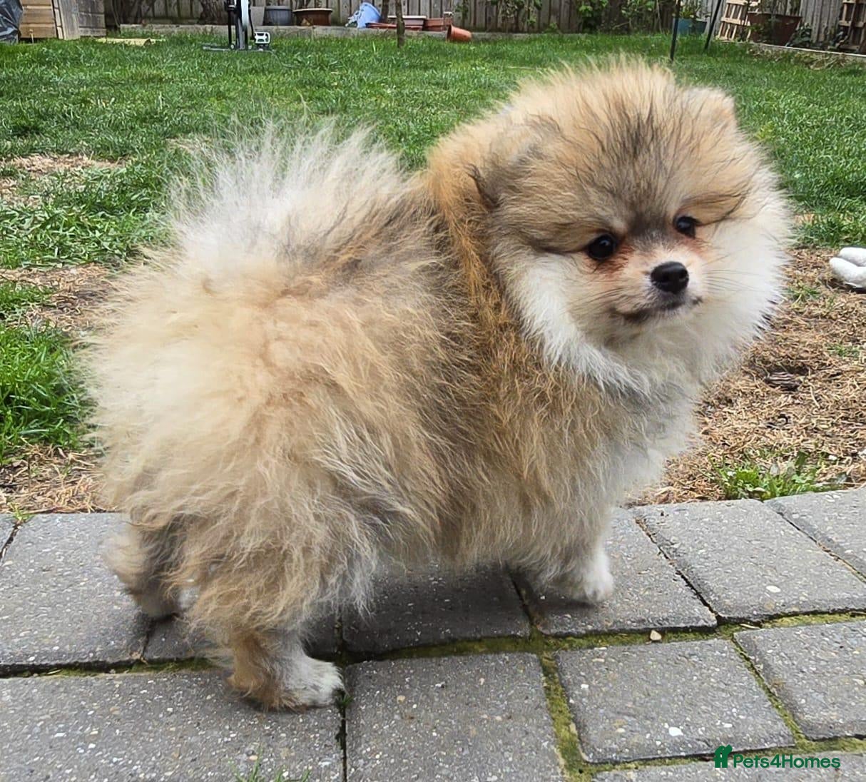 Pomeranian dogs 5 Beautiful Pomeranian Puppies - 2 Boys & 3 Girls - Advert 5