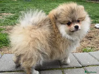 Pomeranian dogs 5 Beautiful Pomeranian Puppies - 2 Boys & 3 Girls - Advert 5