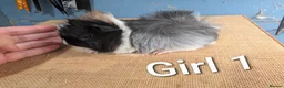 Guinea Pig rodents for sale: Funky breed baby guinea pigs  in Washington - Advert 8
