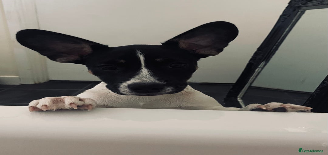 Gallery Image {{count}}