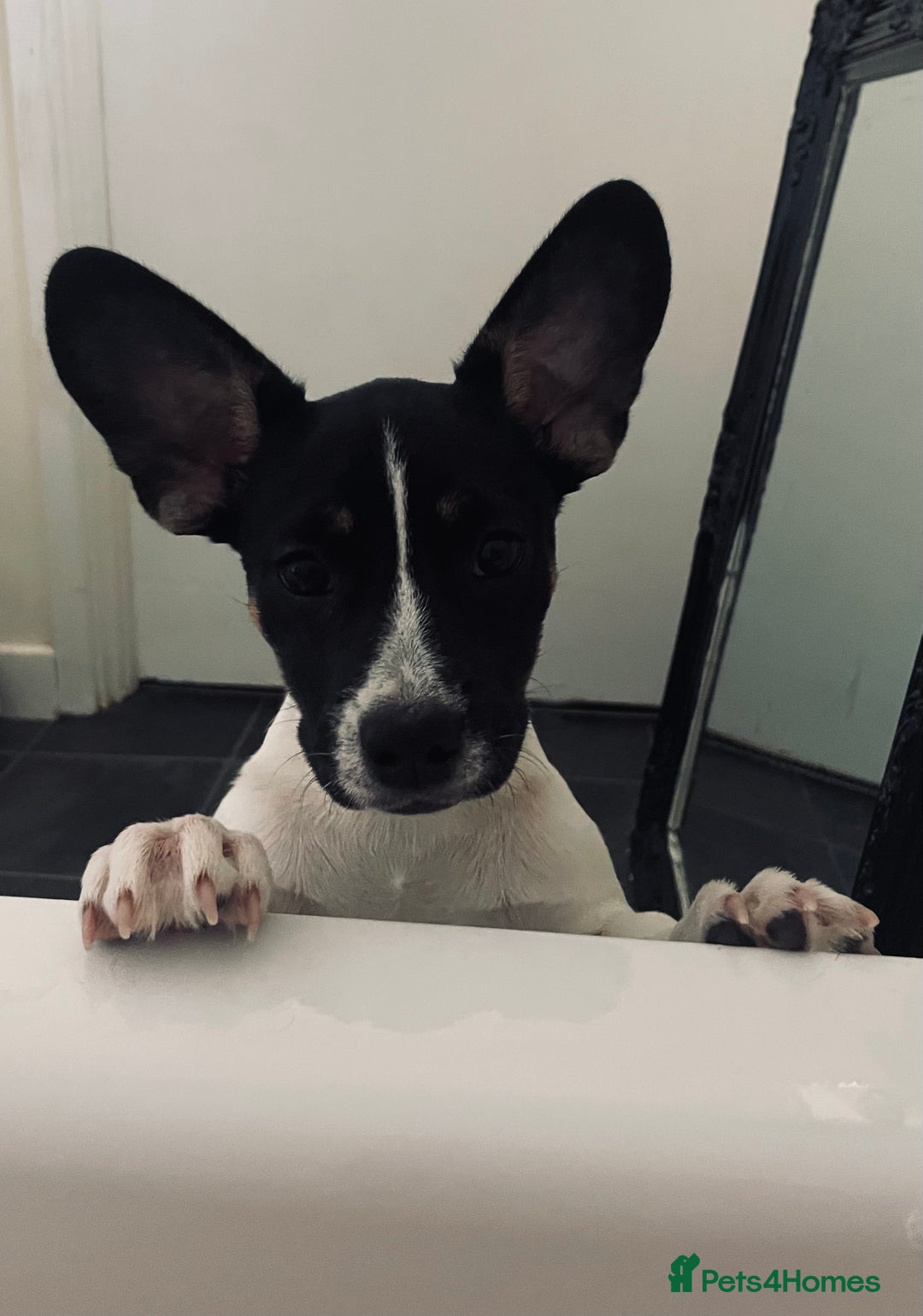 Gallery Image {{count}}