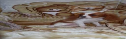 Cavalier King Charles Spaniel dogs for sale: Gorgeous cavalier puppies  - Advert 4