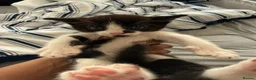 American Shorthair cats for sale: Gorgeous kittens for sale - Advert 6
