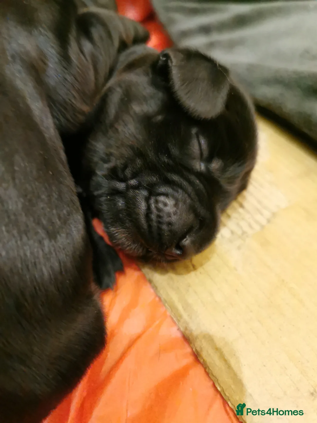 Cocker Spaniel dogs for sale: Show Cocker Spaniel Puppies for sale  in Lincoln - Advert 2