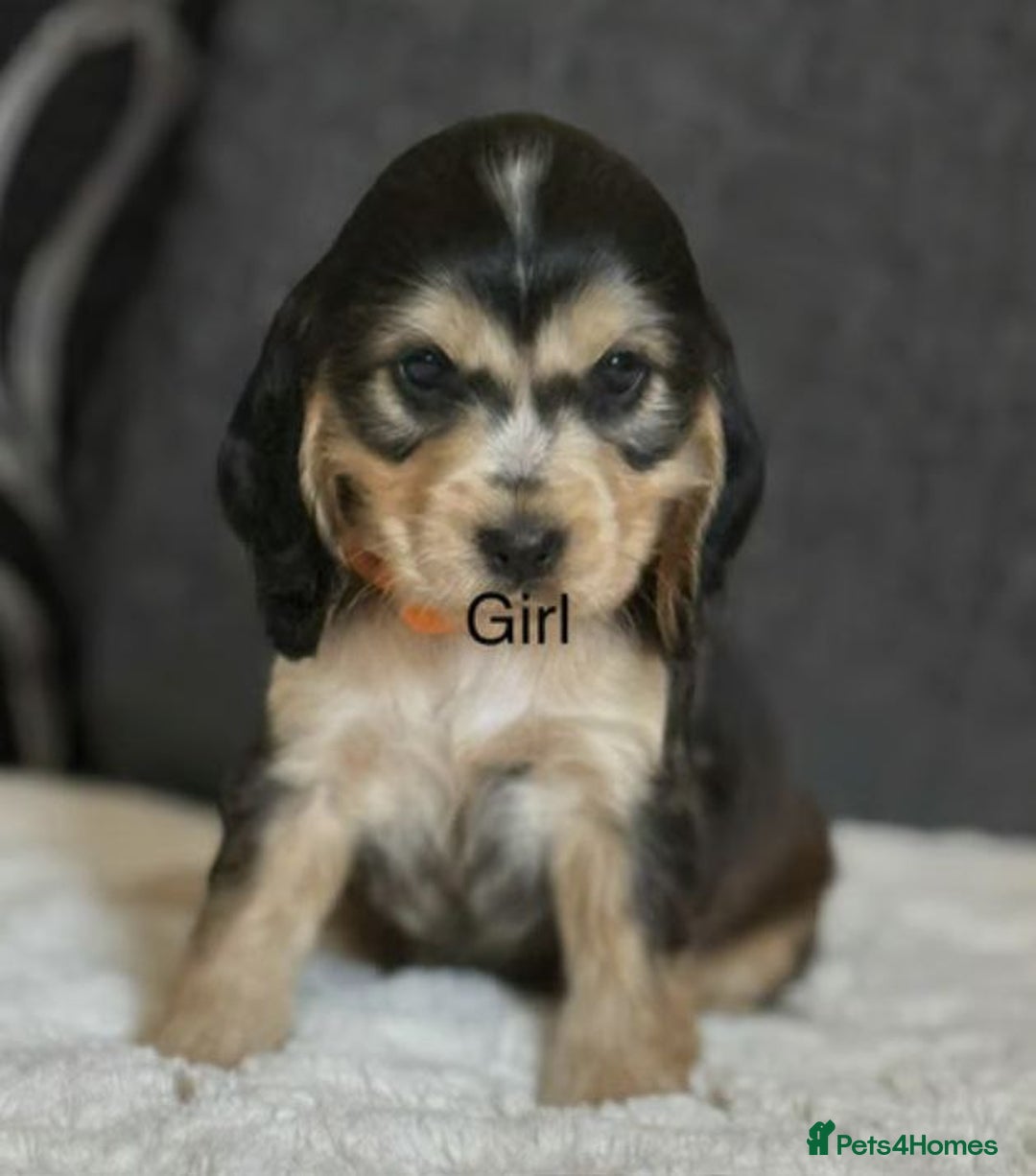Cocker Spaniel dogs for sale: BEAUTIFUL COCKER SPANIEL PUPPIES - Image 3