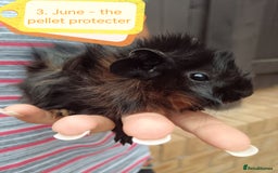 Guinea Pig rodents for sale: Abyssinian female guinea pigs for sale  - Image 8