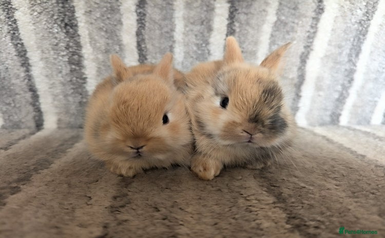 Netherland Dwarf rabbits - Advert 1