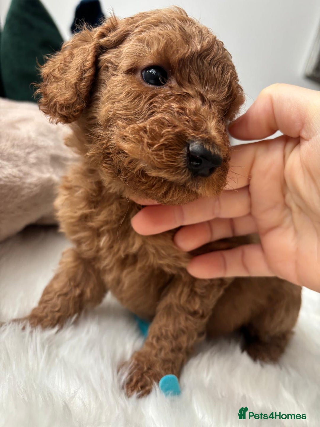 Goldendoodle dogs for sale: F1Goldendoodel puppies now ready for new home  - Advert 27
