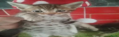 Bengal Kitten 2